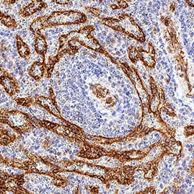 CD30 Ligand/TNFSF8 antibody in Human Spleen by Immunohistochemistry (IHC-P).