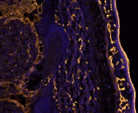 CD31/PECAM-1 antibody in Mouse Embryo by Immunohistochemistry (IHC-Fr).