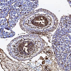 CD31/PECAM-1 antibody in Mouse Embryo by Immunohistochemistry (IHC-Fr).
