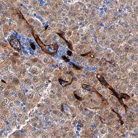 CD34 antibody in Human Liver by Immunohistochemistry (IHC-P).