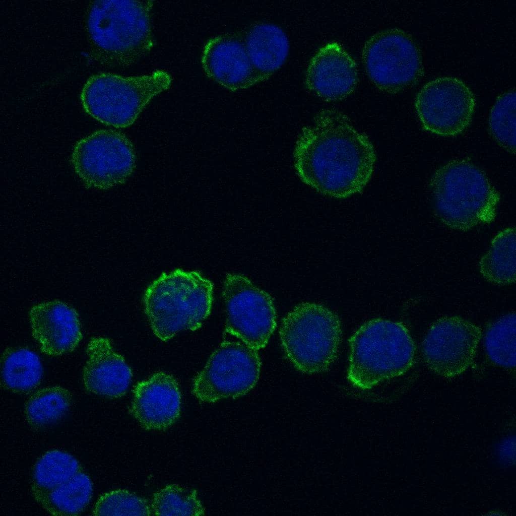 CD34 antibody in KG-1 Human Cell Line by Immunocytochemistry (ICC).