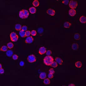 CD34 antibody in KG-1 Human Cell Line by Immunocytochemistry (ICC).
