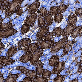 CD36/SR-B3 antibody in Mouse Kidney by Immunohistochemistry (IHC-P).