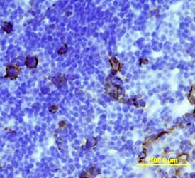 CD36/SR-B3 antibody in Mouse Thymus by Immunohistochemistry (IHC-Fr).