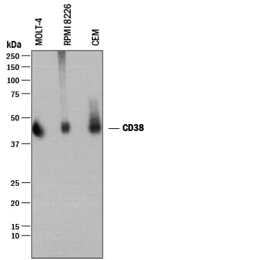 Detection of Human CD38 antibody by Western Blot.