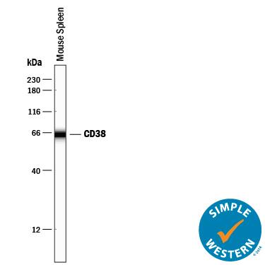 Detection of Mouse CD38 antibody by Simple WesternTM.