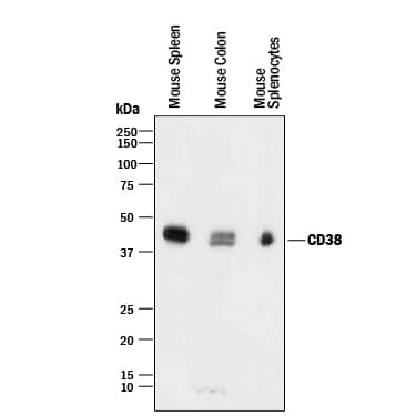 Detection of Mouse CD38 antibody by Western Blot.