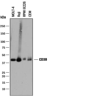 Detection of Human CD38 antibody by Western Blot.