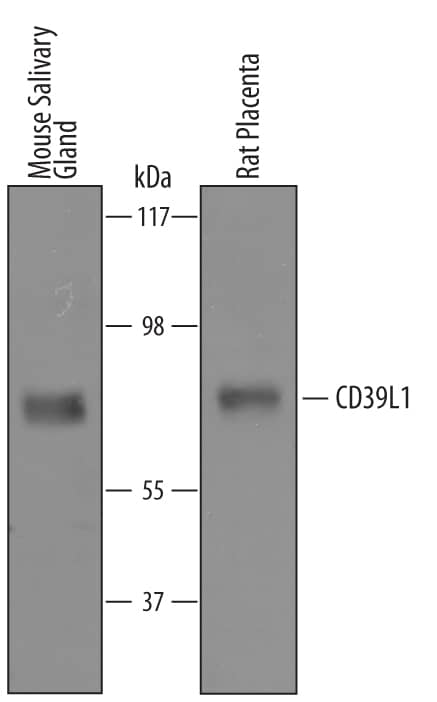 Detection of Mouse and Rat CD39L1/ENTPD2 antibody by Western Blot.