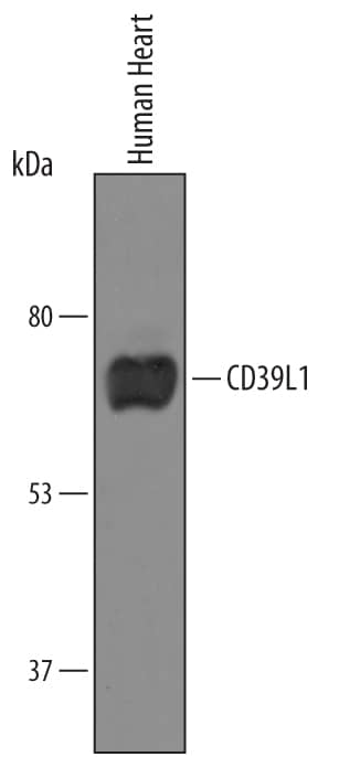 Detection of Human CD39L1/ENTPD2 antibody by Western Blot.