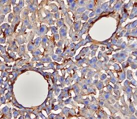 CD39/ENTPD1 antibody in Mouse Liver by Immunohistochemistry (IHC-Fr).
