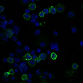 CD3 antibody in Mouse Splenocytes by Immunocytochemistry (ICC).