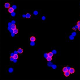 Mouse CD3 Antibody (MAB4841R) | Bio-Techne