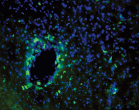 CD3 antibody in Mouse Brain.
