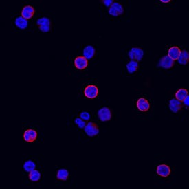 CD3e antibody in Human PBMCs by Immunocytochemistry (ICC).