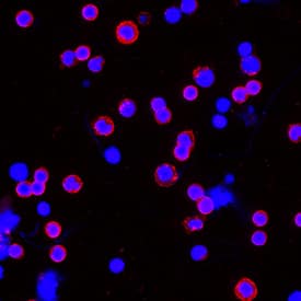CD3e antibody in Human PBMCs by Immunocytochemistry (ICC).
