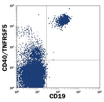 Detection of CD40/TNFRSF5 antibody in Human Blood Lymphocytes antibody by Flow Cytometry.