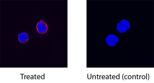 CD40 Ligand/TNFSF5 antibody in Mouse Splenocytes by Immunocytochemistry (ICC).