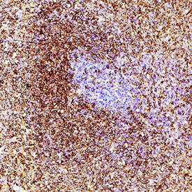 CD43 antibody in Rat Thymus by Immunohistochemistry (IHC-P).