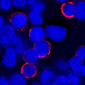CD43 antibody in Human PBMCs by Immunocytochemistry (ICC).