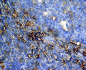 CD44 antibody in Human Tonsil by Immunohistochemistry (IHC-P).