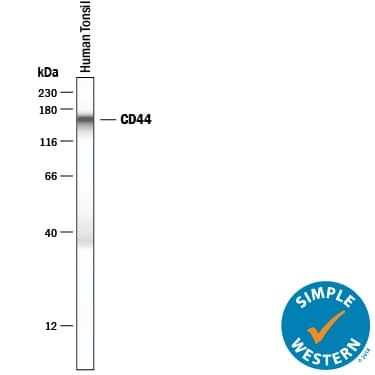 Detection of Human CD44 antibody by Simple WesternTM.