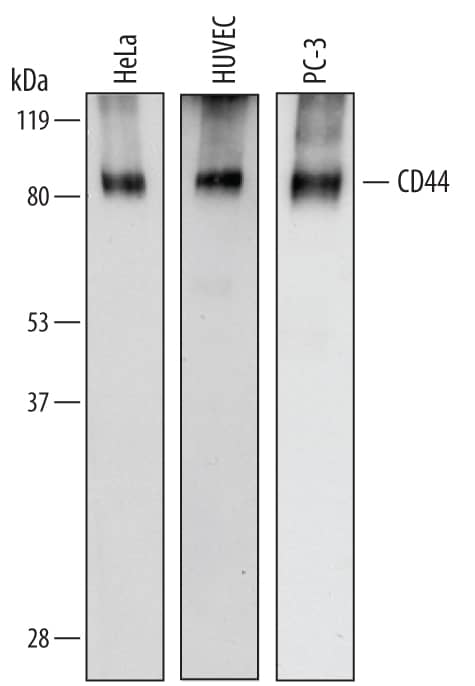 Detection of Human CD44 antibody by Western Blot.