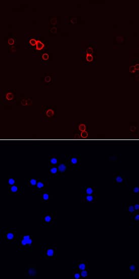 CD44 antibody in Mouse Splenocytes by Immunocytochemistry (ICC).