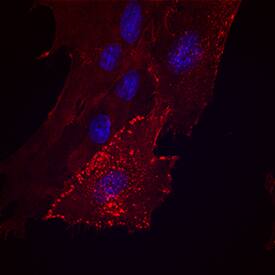 CD44 antibody in Porcine Mesenchymal Stem Cells by Immunocytochemistry (ICC).