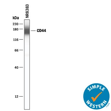 Detection of Rat CD44 antibody by Simple WesternTM.