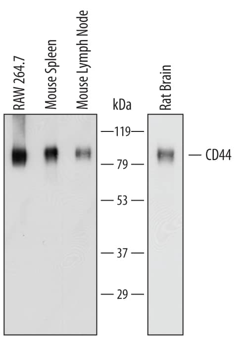 Detection of Mouse and Rat CD44 antibody by Western Blot.