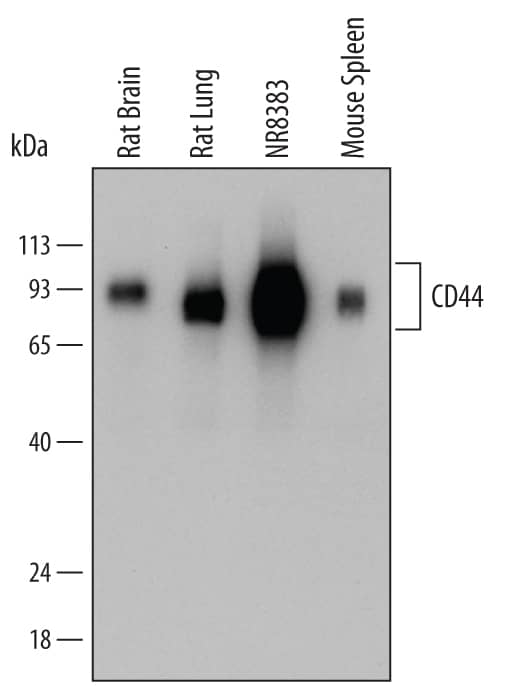 Detection of Mouse and Rat CD44 antibody by Western Blot.