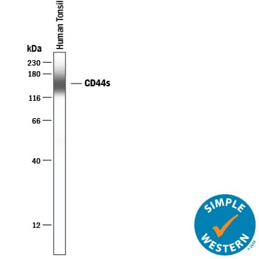 Detection of Human CD44 antibody by Simple WesternTM.