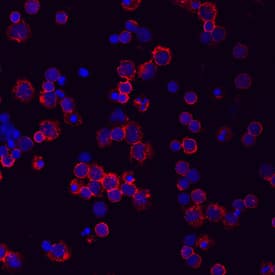 CD44 antibody in Human PBMCs by Immunocytochemistry (ICC).