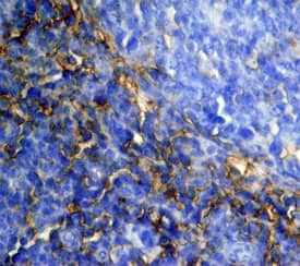 CD44 antibody in Human Tonsil by Immunohistochemistry (IHC-P).