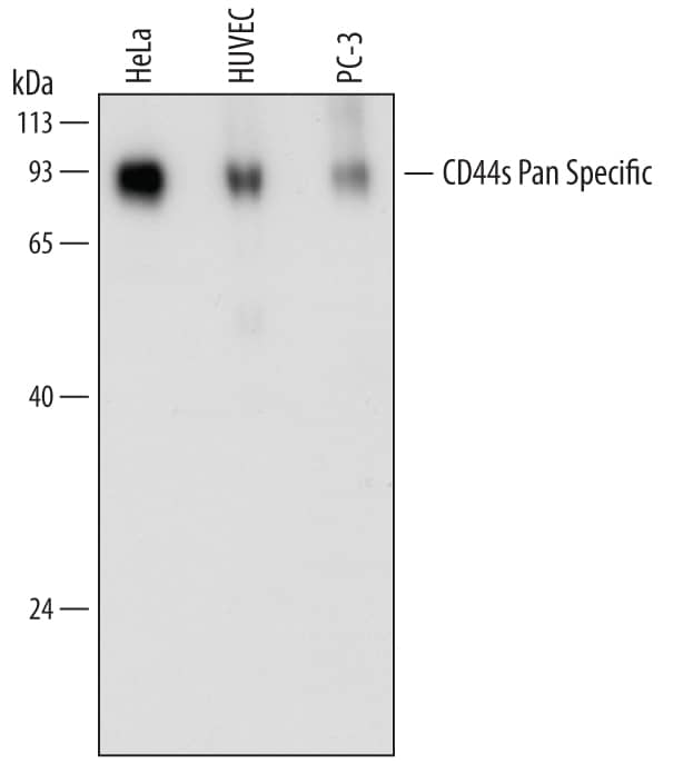 Detection of Human CD44 antibody by Western Blot.