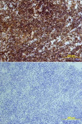 CD45 antibody in Mouse Thymus by Immunohistochemistry (IHC-Fr).