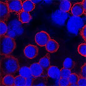 CD45 antibody in human PBMCs by Immunocytochemistry (ICC).