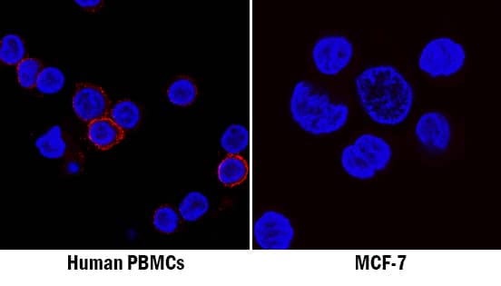 CD45 antibody in Human PBMCs and MCF-7 Cell Line by Immunocytochemistry (ICC).