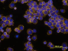 CD45 antibody in Human PBMCs by Immunocytochemistry (ICC).