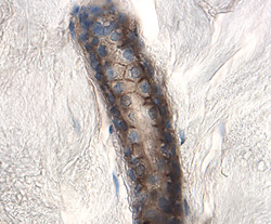 CD46 antibody in Human Skin by Immunohistochemistry (IHC-P).