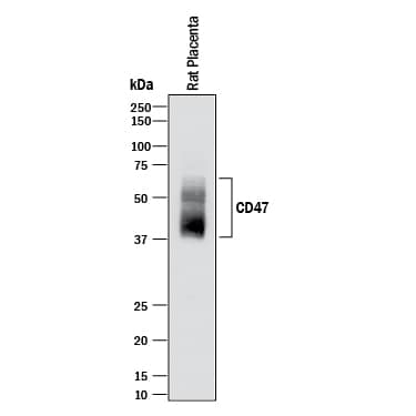 Detection of Rat CD47 antibody by Western Blot.