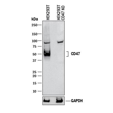 Western Blot Shows Human CD47 Antibody Specificity by Using Knockout Cell Line.