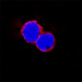 CD48/SLAMF2 antibody in Mouse Splenocytes by Immunocytochemistry (ICC).