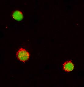 CD48/SLAMF2 antibody in Human PBMCs by Immunocytochemistry (ICC).