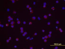 CD48/SLAMF2 antibody in Human PBMCs by Immunocytochemistry (ICC).