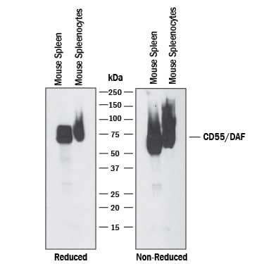 Detection of Mouse CD55/DAF antibody by Western Blot.