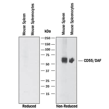 Detection of Mouse CD55/DAF antibody by Western Blot.
