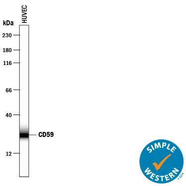 Detection of Human CD59 antibody by Simple WesternTM.
