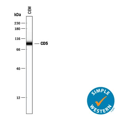 Detection of Human CD5 antibody by Simple WesternTM.